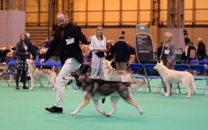 A UK Champion Siberian Husky being handled in the ring at Crufts Dog Show